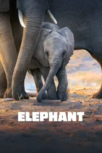 Elephant izle